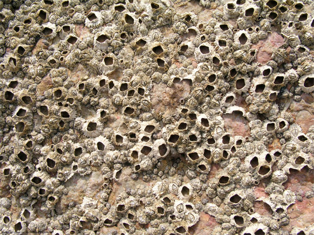 banacles-on-my-face