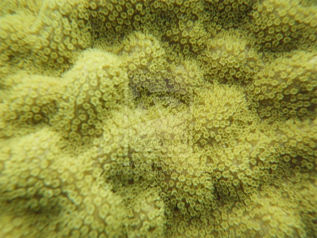 corals-on-my-face-2