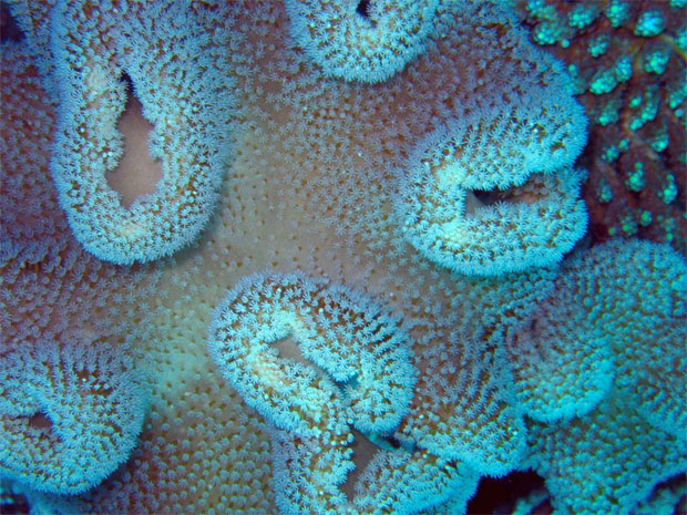 corals-on-my-face