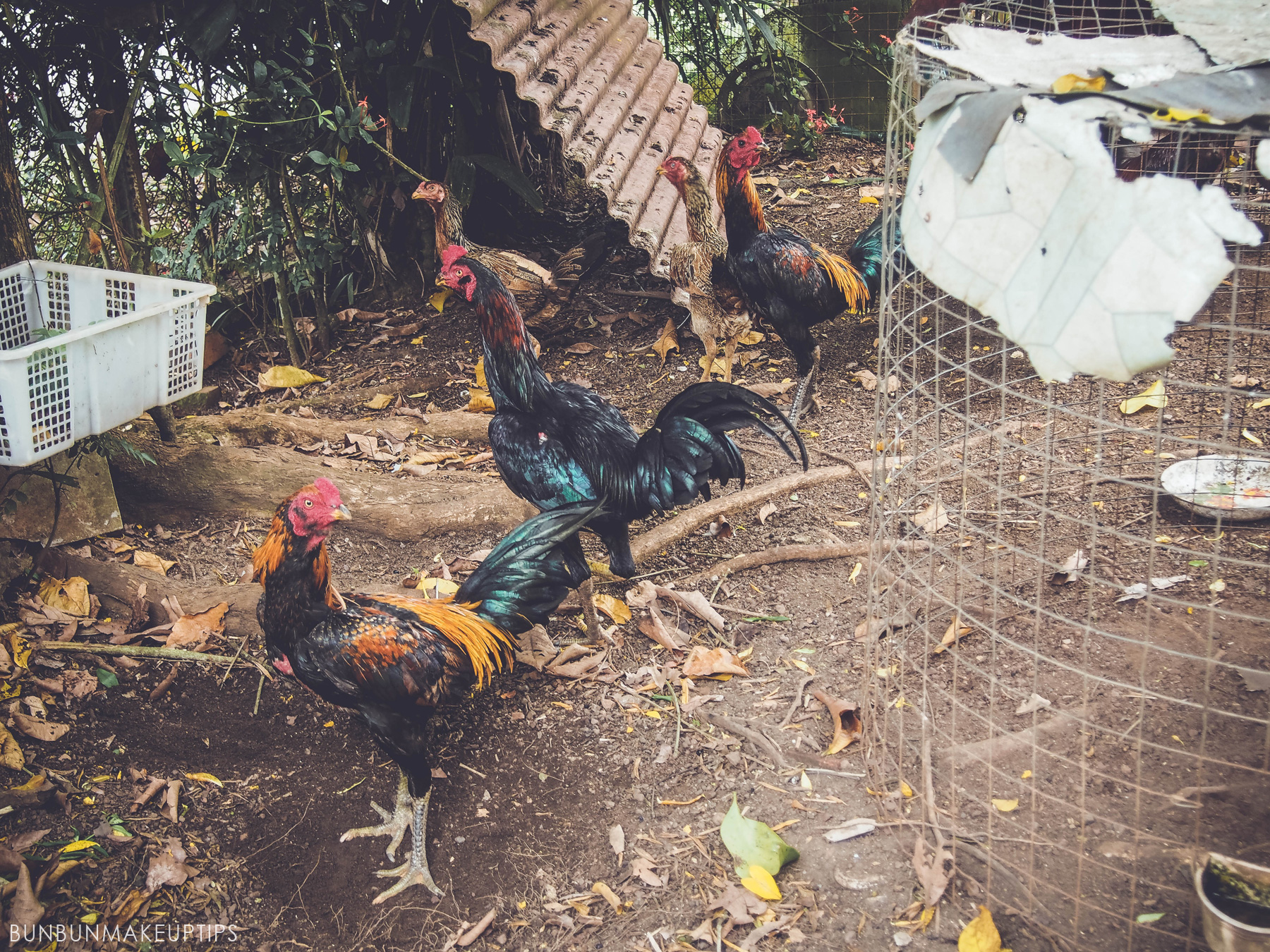 Ah-Gong-Kampung-Yong-Peng-Malaysia_6