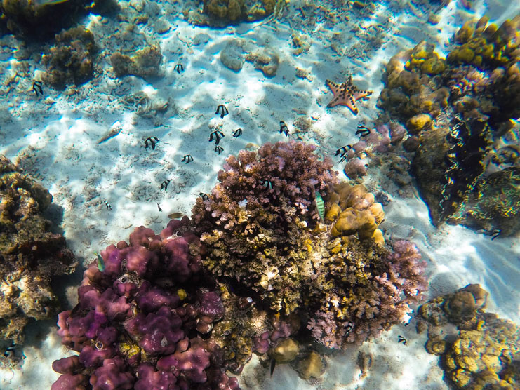 Things-To-Do-In-Davao_Samal-Island-Snorkelling
