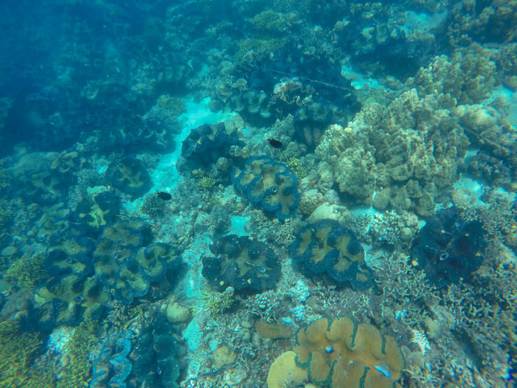 Things-To-Do-In-Davao_Samal-Island-Snorkelling_giant-clams