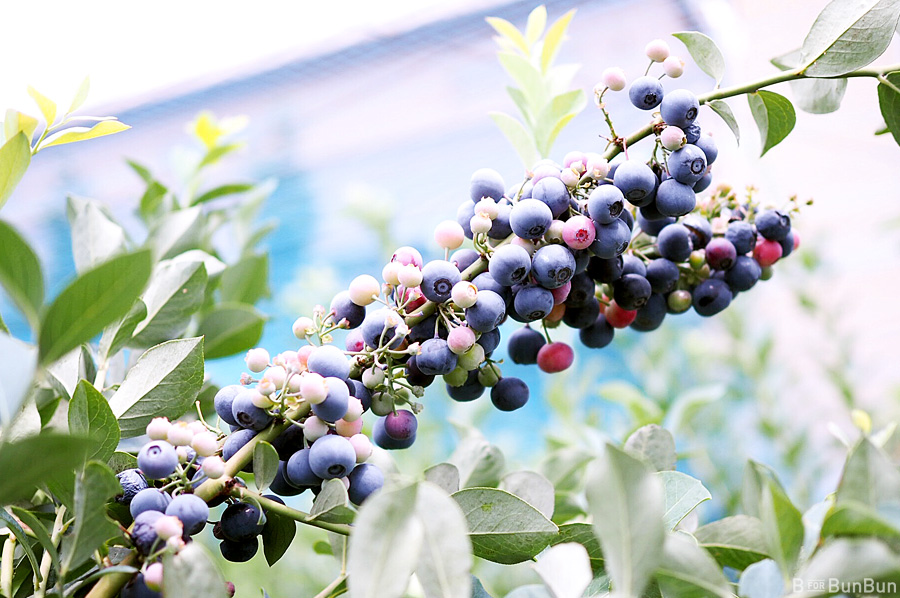 Yokohama-Blueberry-Farm-Harvest_14.1