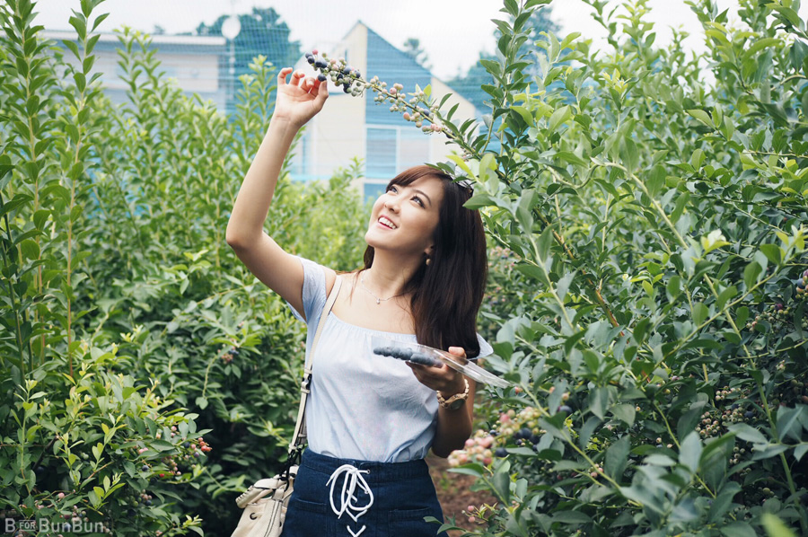 Yokohama-Blueberry-Farm-Harvest_5.1