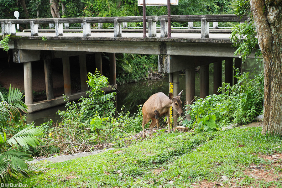 Khao-Yao-National-Park-Review_8